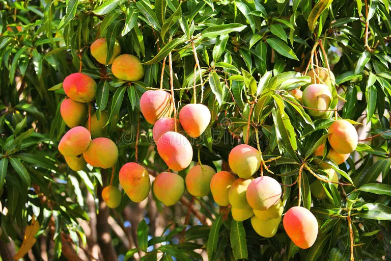 Mango Amrupali Mango