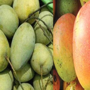 Fozli Mango