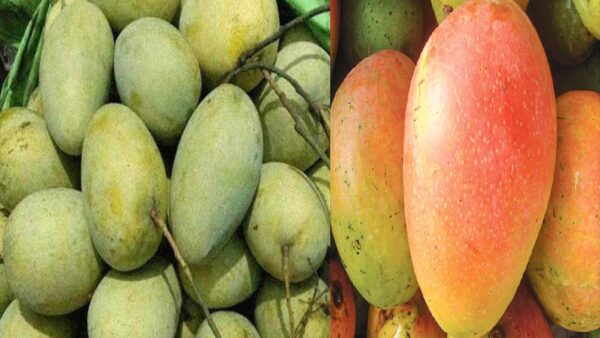 Fajli aam Fozli Mango