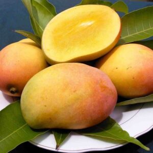 Khirshapat Mango