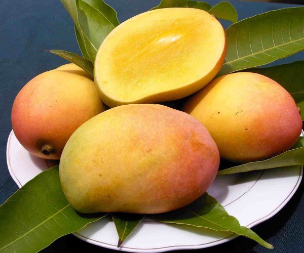 Khirsapat aam Khirshapat Mango