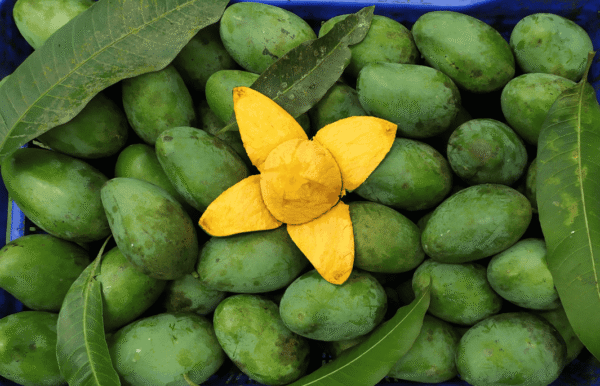 Untitled design (3) Amrupali Mango