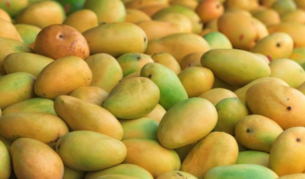 aam rupoli Amrupali Mango