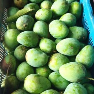 Gopalbhog Mango