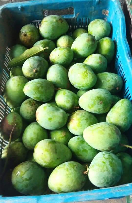 গোপালভোগ_আম Gopalbhog Mango